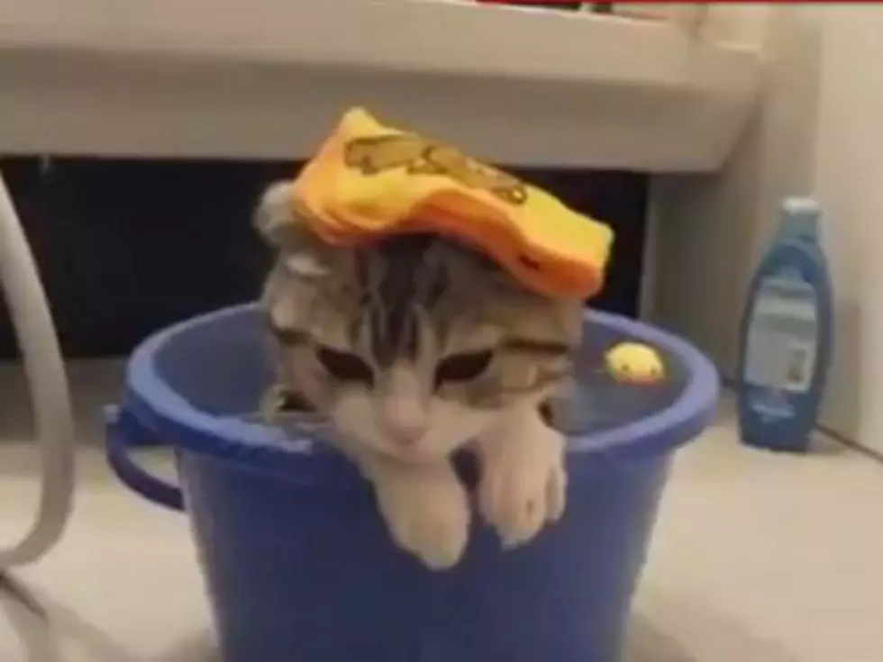 Cats Frolicking in Water Set to Catchy Music Is Adorable [VIDEO]