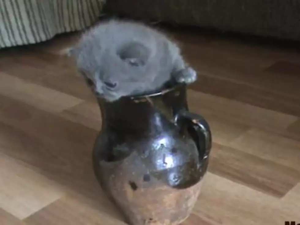 Adorable Kitten Hides in a Jug to Avoid Bath Time From Mom