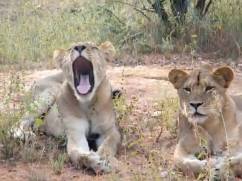 Lions Prove Yawning Is Contagious [VIDEO]