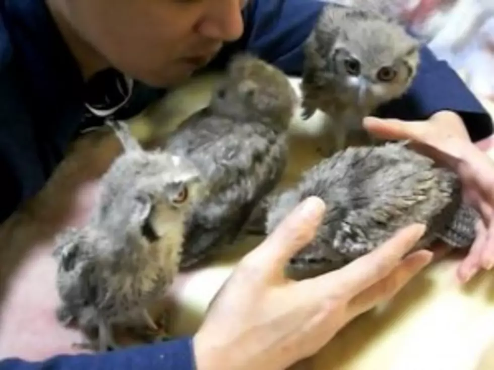 Owl Enthusiast Hoots and Cradles Baby Owls [VIDEO]