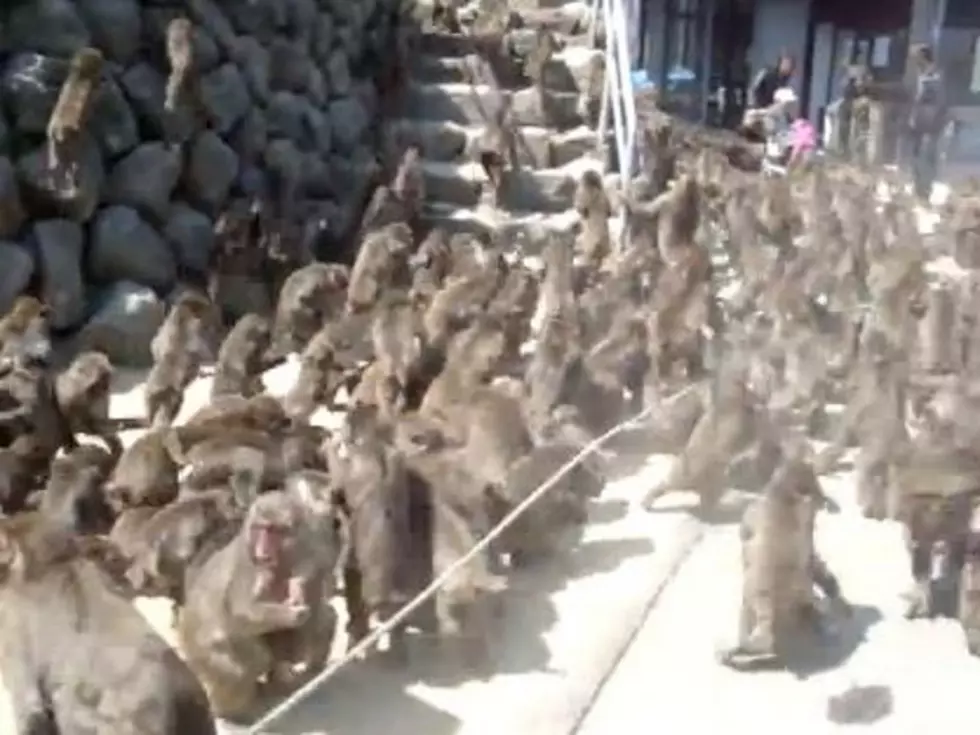 Monkey Feeding Time Is Completely, Utterly Insane [VIDEO]
