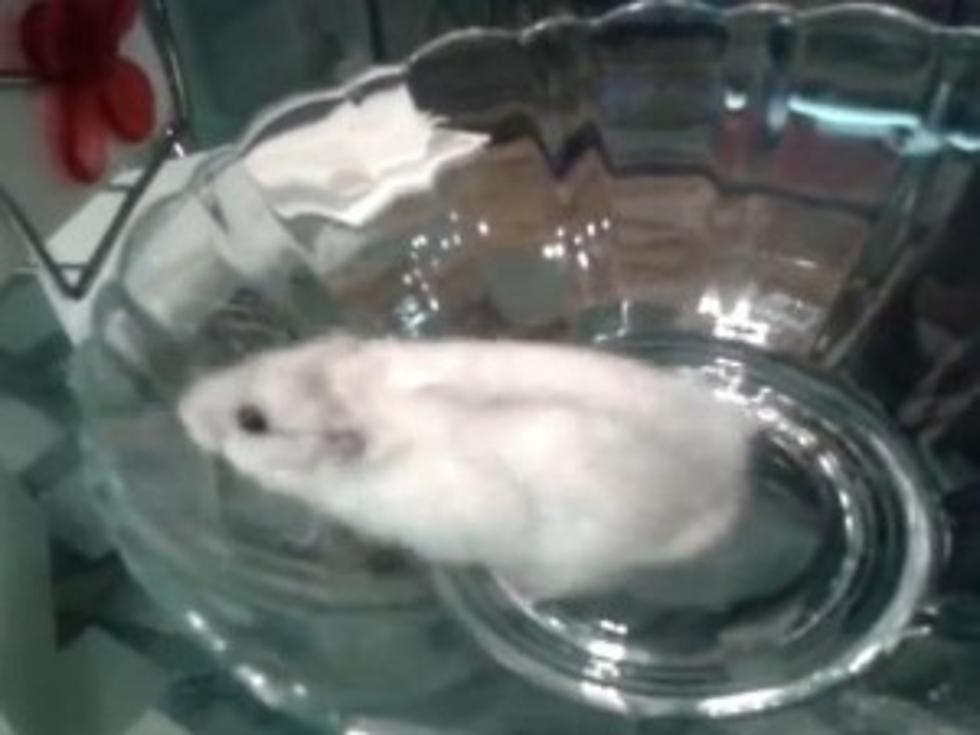 Mouse Finds Slippery Glass Salad Bowl Aggravating [VIDEO]
