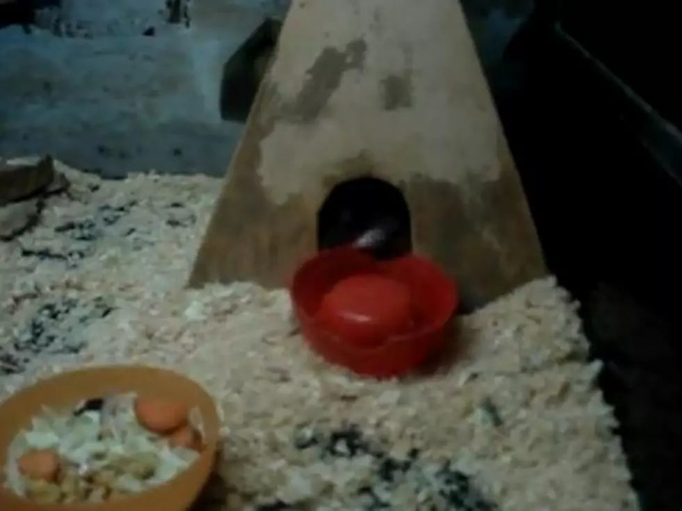 Mouse Tries Valiantly to Pull Water Bowl Through Small Hole [VIDEO]