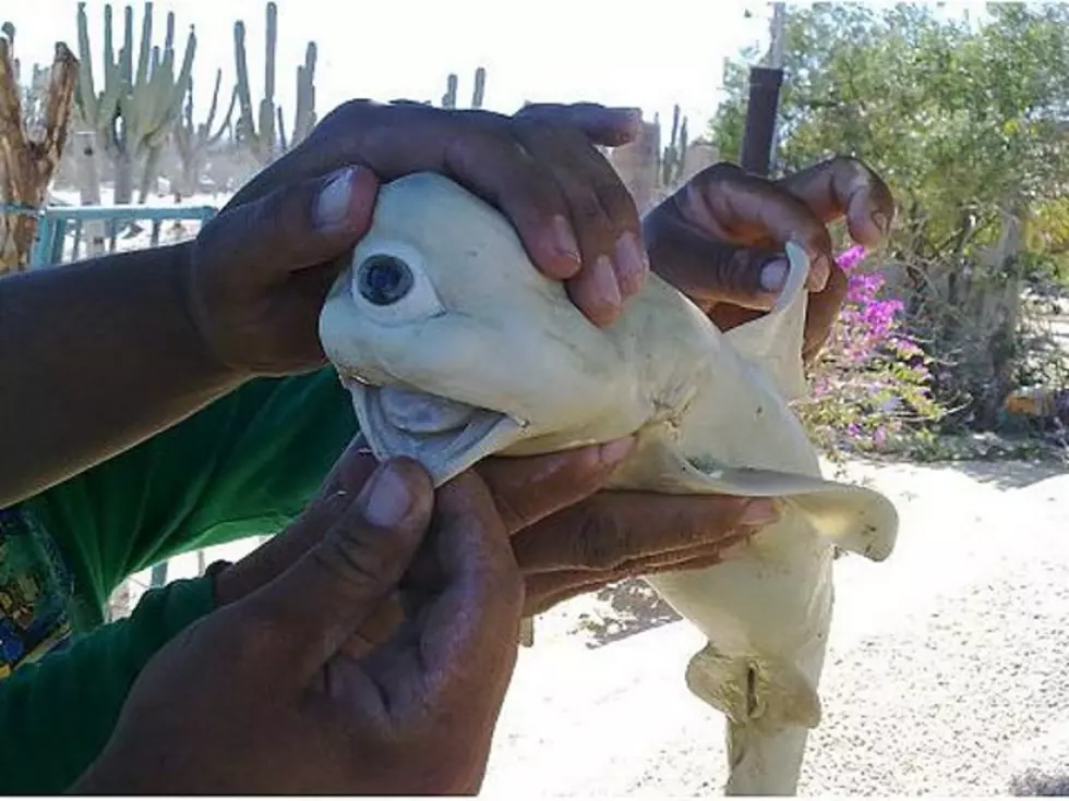 Freaky One-Eyed Albino Shark Pup May Be the Real Deal [PHOTO]