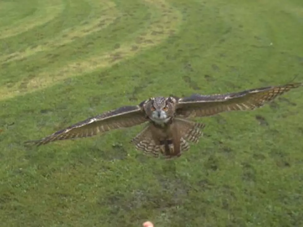 Watch an Owl Fly Majestically in Slow Motion [VIDEO]