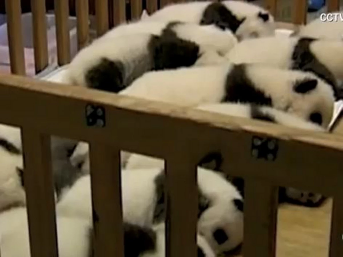 Baby Pandas Cuddling In A Crib Will Melt Your Face Off With Cuteness Video Baby Pandas Cuddling In A Crib Will Melt Your Face Off With Cuteness Video