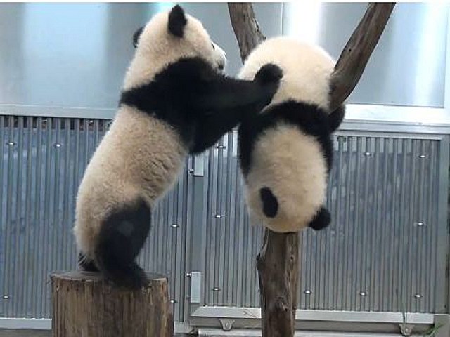 Baby Pandas Cuddling In A Crib Will Melt Your Face Off With Cuteness Video