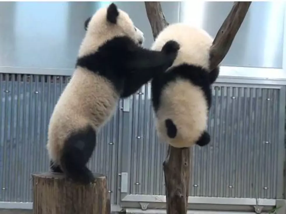 Baby Panda Plays Prank On His Twin [VIDEO]