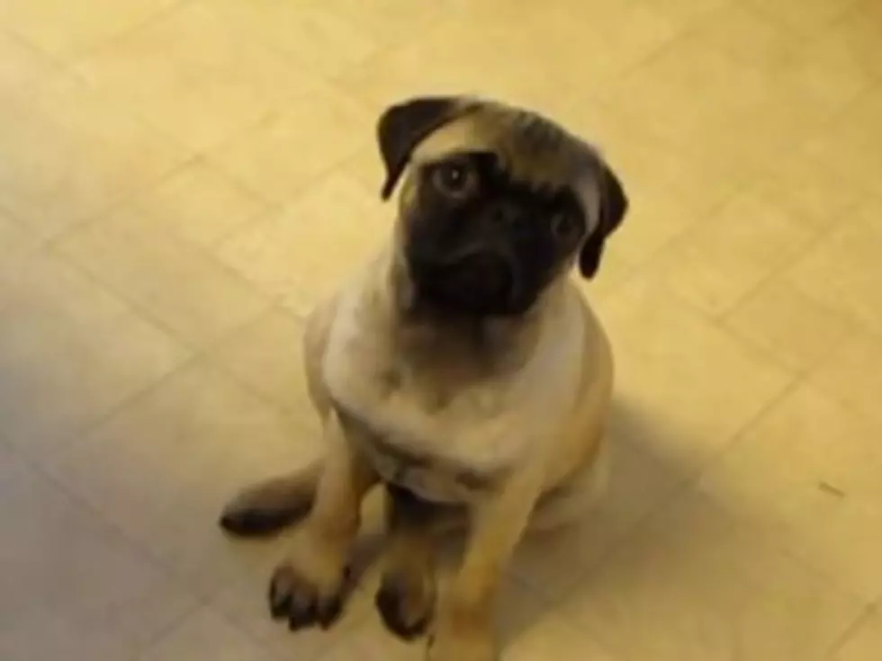 Confused Puppy Doesn&#8217;t Get Opera [VIDEO]