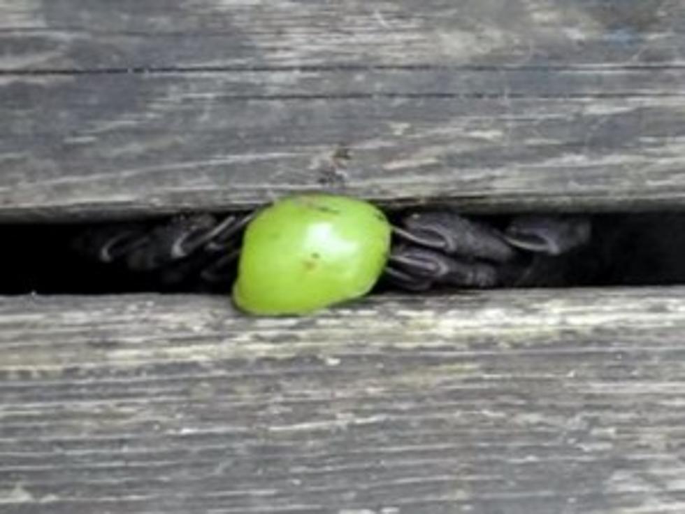 Baby Raccoon Tries to Snag Grape Through Deck Planks [VIDEO]