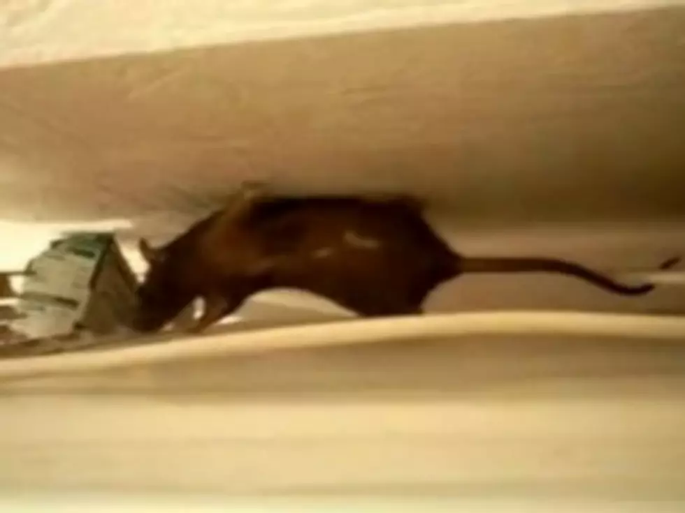 Rat Climbs Like Ninja [VIDEO]