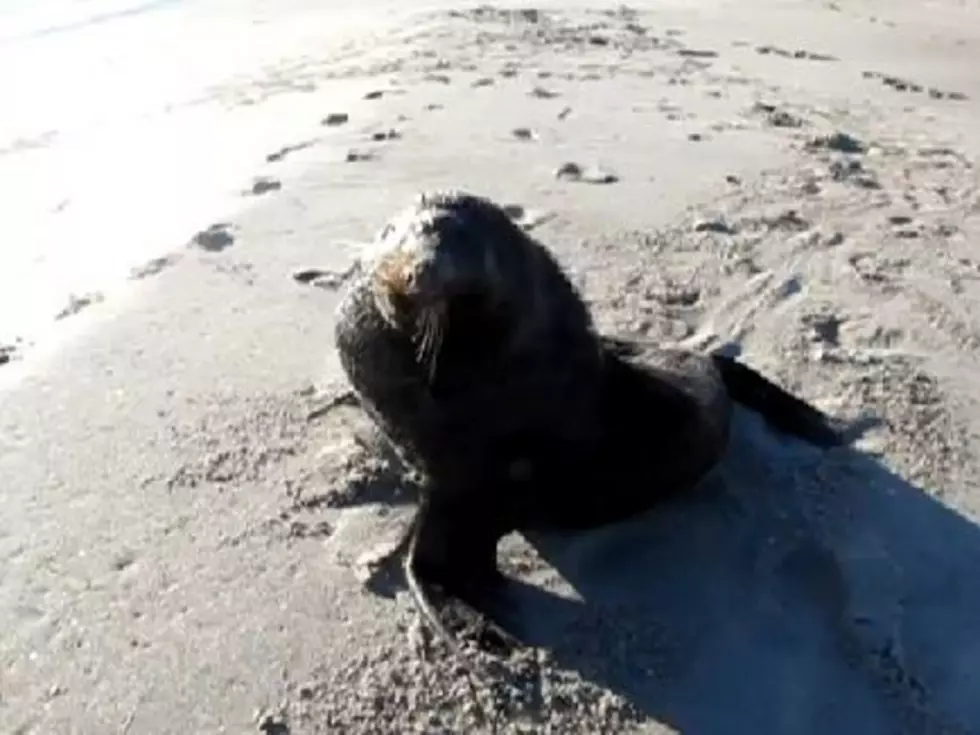 Ill-Tempered Seal Doesn&#8217;t Like Being Filmed [VIDEO]