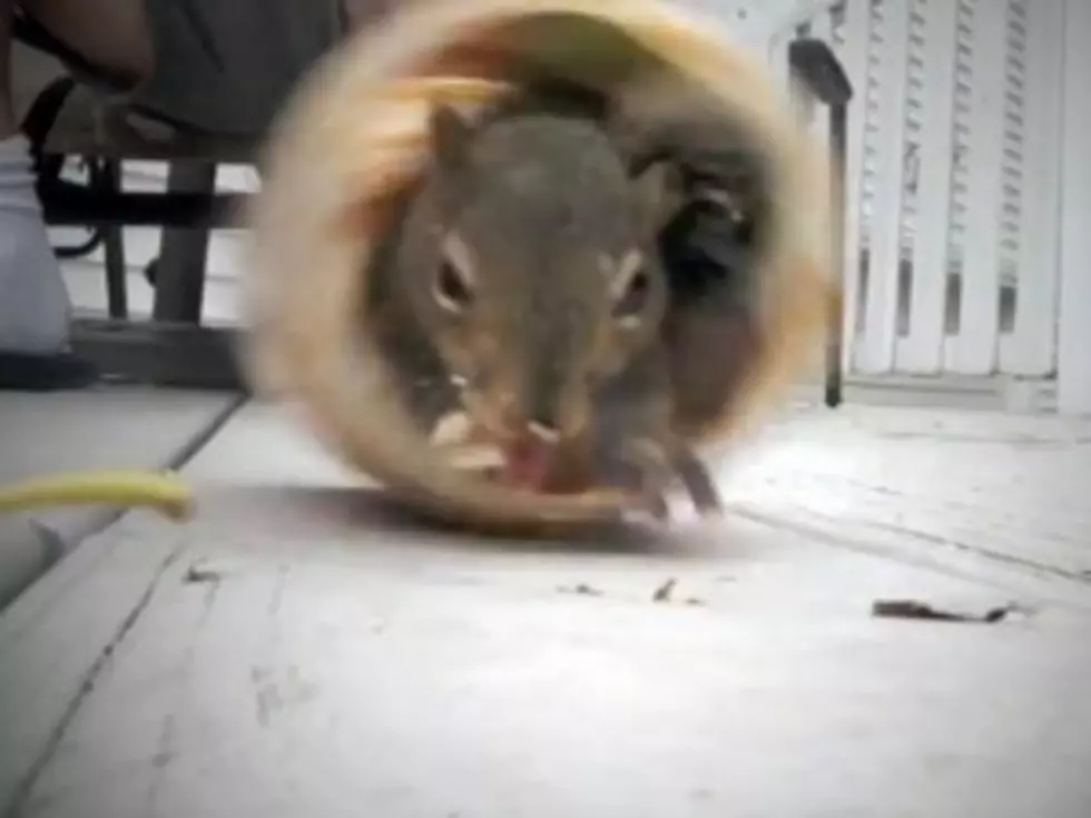 Squirrel Goes Nuts in a Peanut Butter Jar [VIDEO]