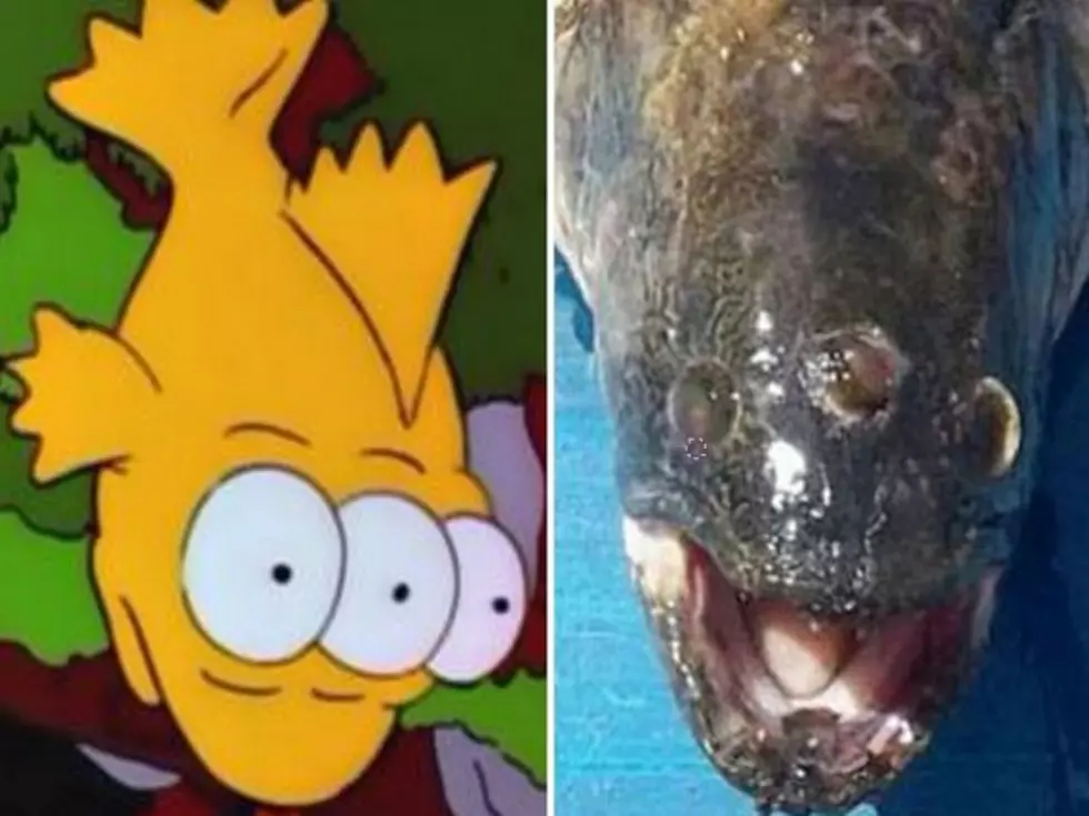 Real Life Three-Eyed Fish from ‘The Simpsons’ Caught Next To Nuclear Power Plant [PHOTOS]
