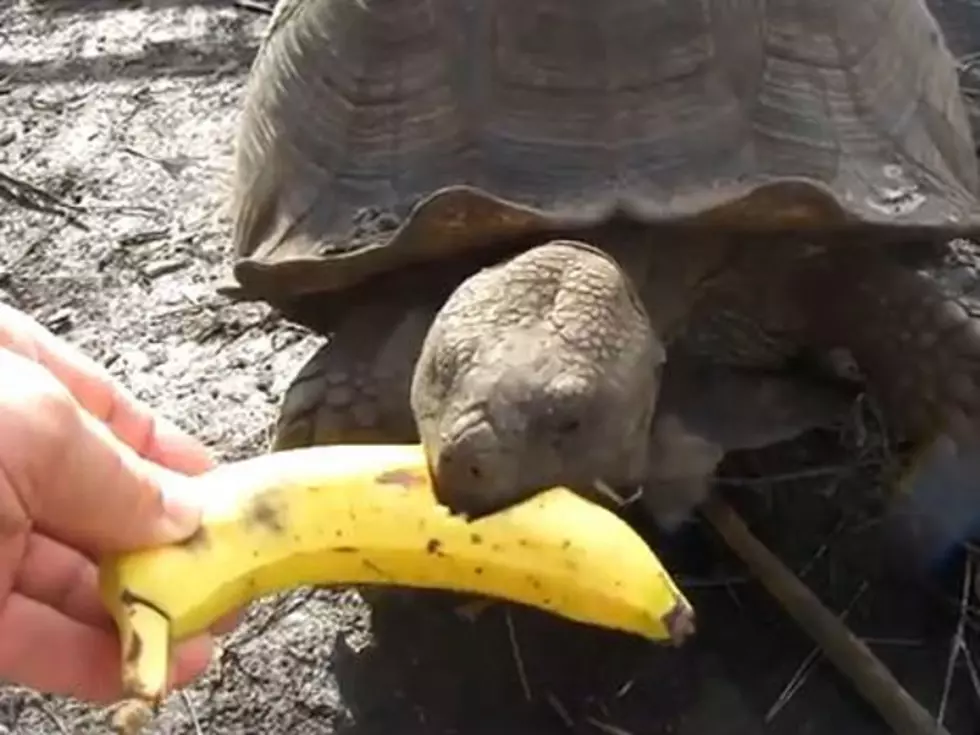 Turtle Really Likes Bananas! Eats Peel and All [VIDEO]