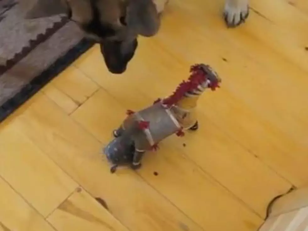 Turtle Launches Trojan Horse Attack on Dog