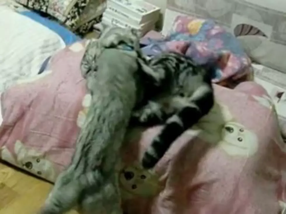Vampire Cat Attacks! [VIDEO]