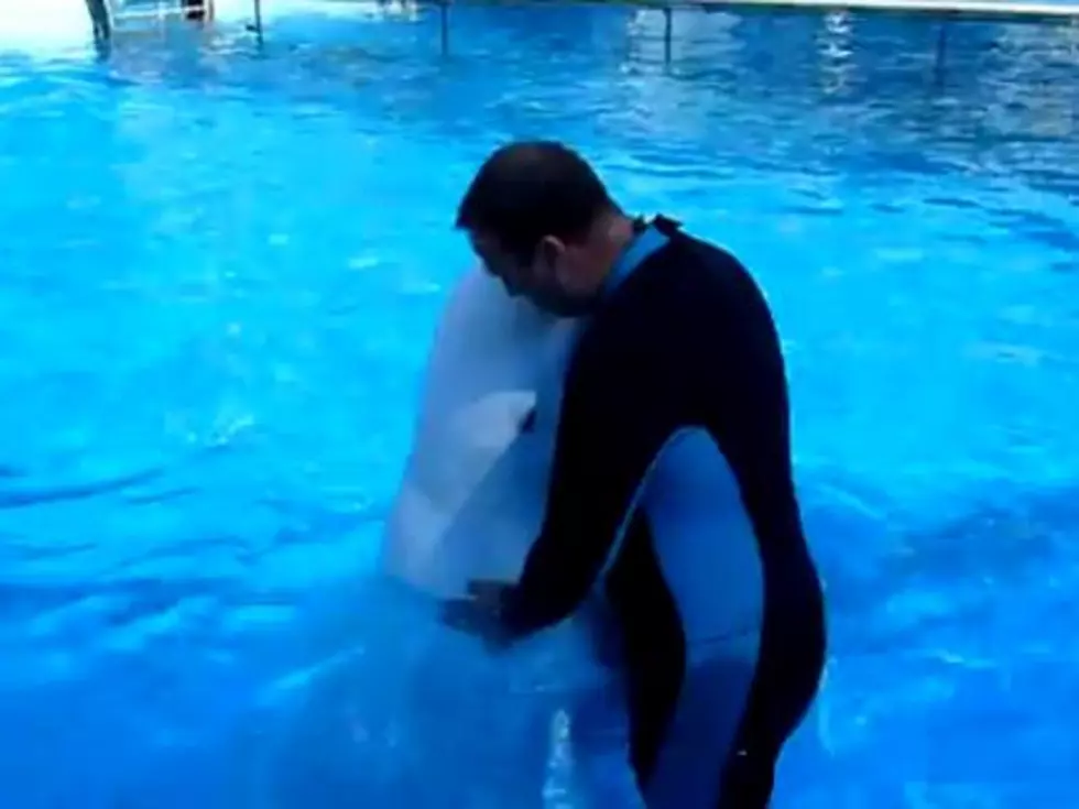 Whale and Trainer Share a Tender Moment [VIDEO]