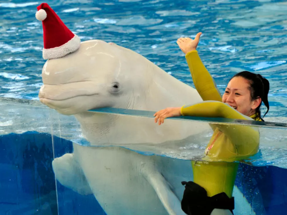 Beluga Whale In a Santa Hat Ushers In the Holiday Season [PHOTO]
