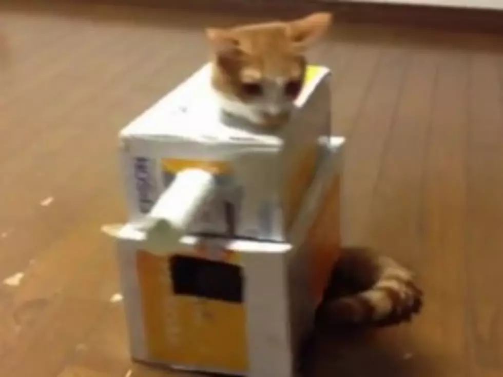 Cat In Cardboard Tank Is a Force to Be Reckoned With [VIDEO]