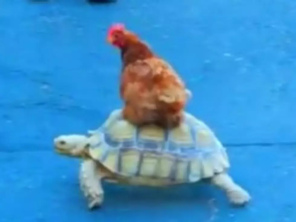 [Image: Chicken-Rides-a-Turtle-300x225.jpg?w=980&amp;q=75]