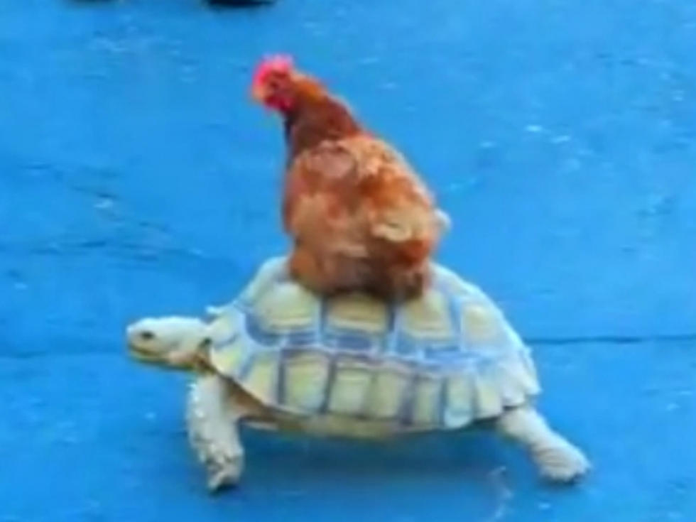 Awesome Chicken Hitches a Ride on a Turtle [VIDEO]