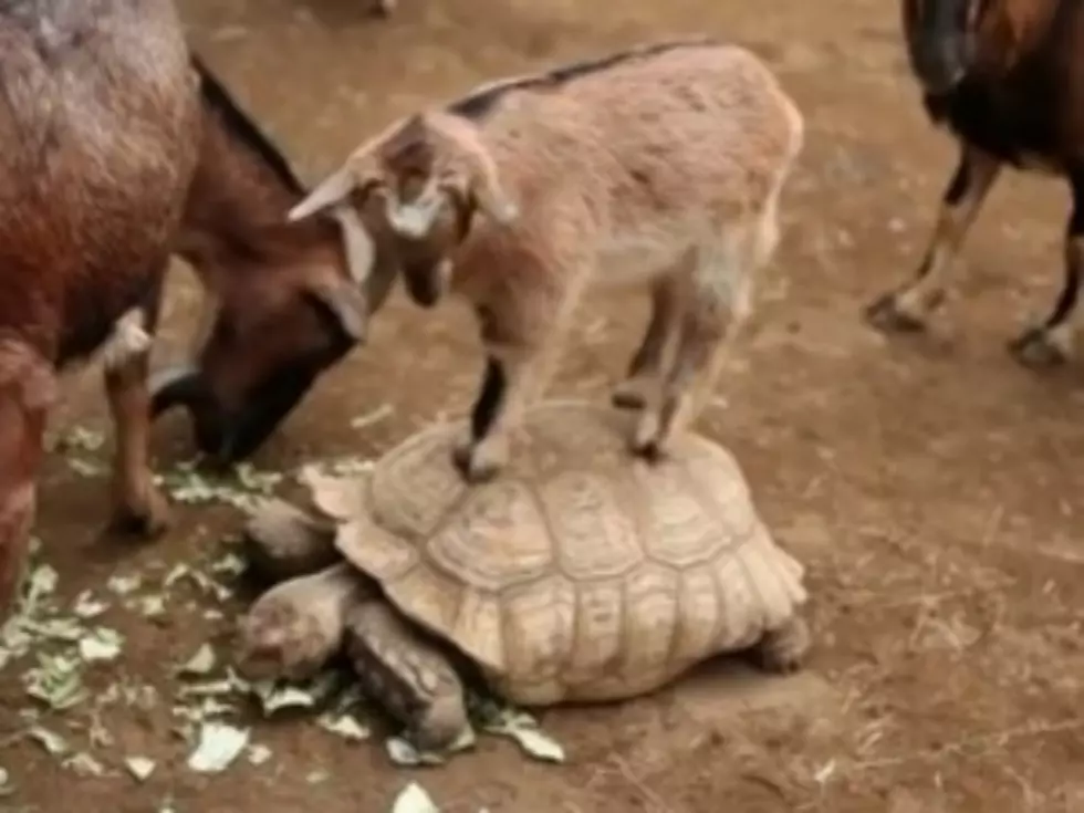 Baby Goat Hitches a Ride on Back of Tortoise [VIDEO]