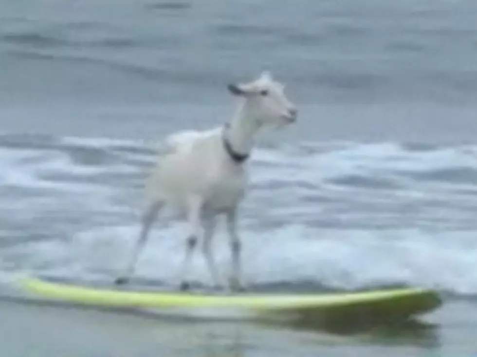 Watch Goatee the Surfing Goat Catch Some Serious Waves