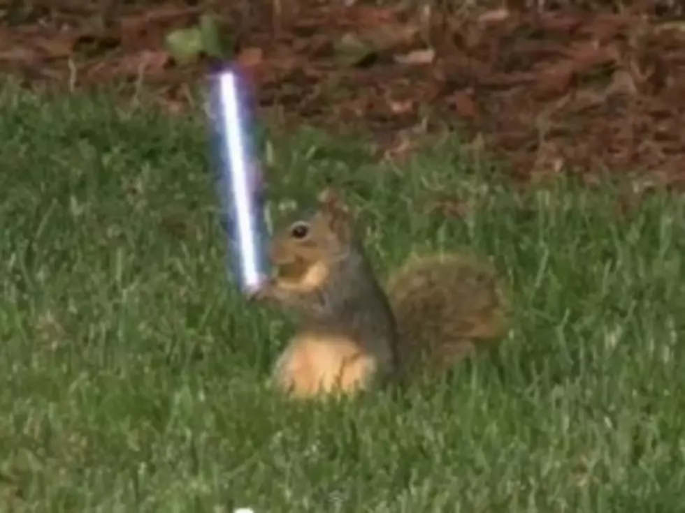 Jedi Squirrel Shows Mastery of the Force [VIDEO]