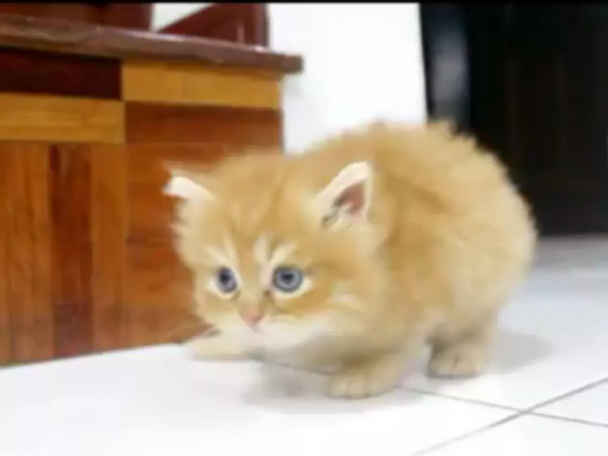 Cute Kitten With Twisted Leg Syndrome: Heartwarming or Heartbreaking?  [VIDEO]