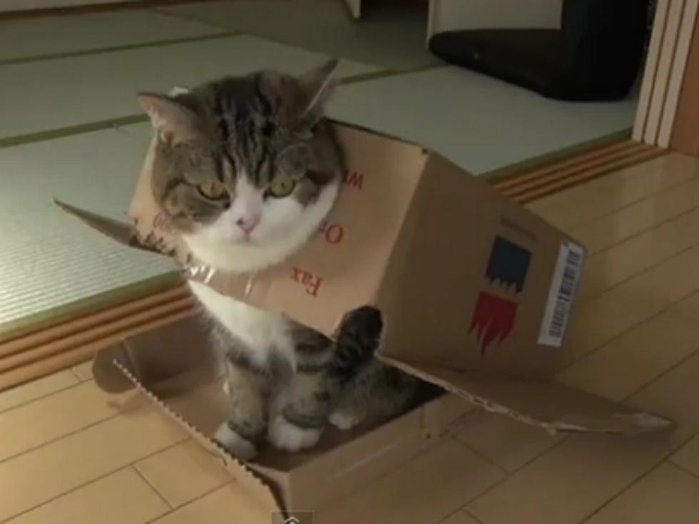 Internet Star Maru the Cat Sits In, Wears a Box [VIDEO]