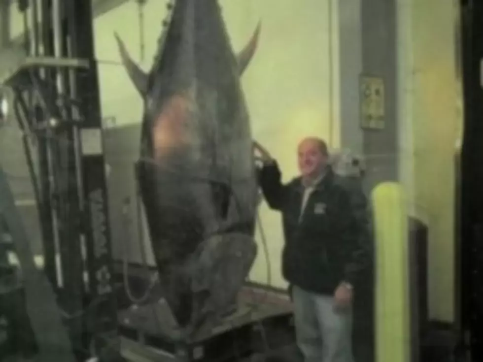 Federal Officials Seize 881-Pound Bluefin Tuna From Fishermen [VIDEO]
