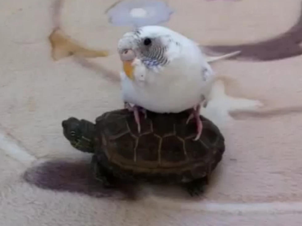 Adorable Parakeet Rides on the Back of Tiny Turtle [VIDEO]