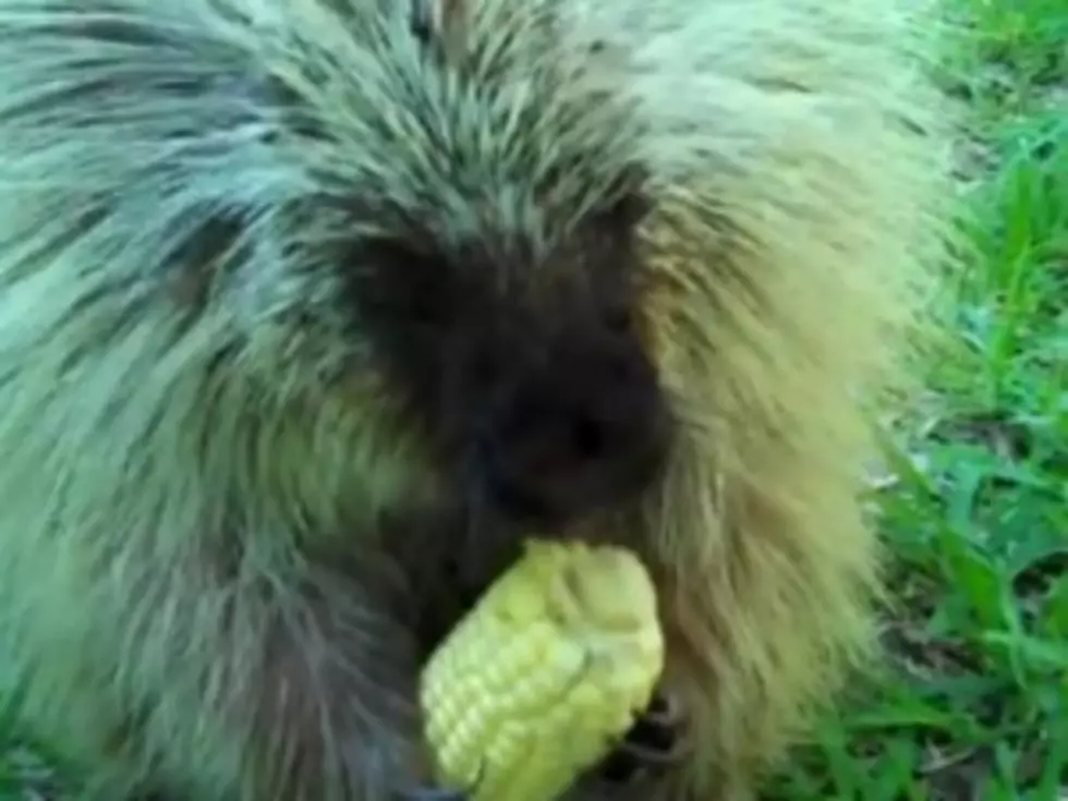Adorable Porcupine Doesn&#8217;t Like to Share His Corn [VIDEO]