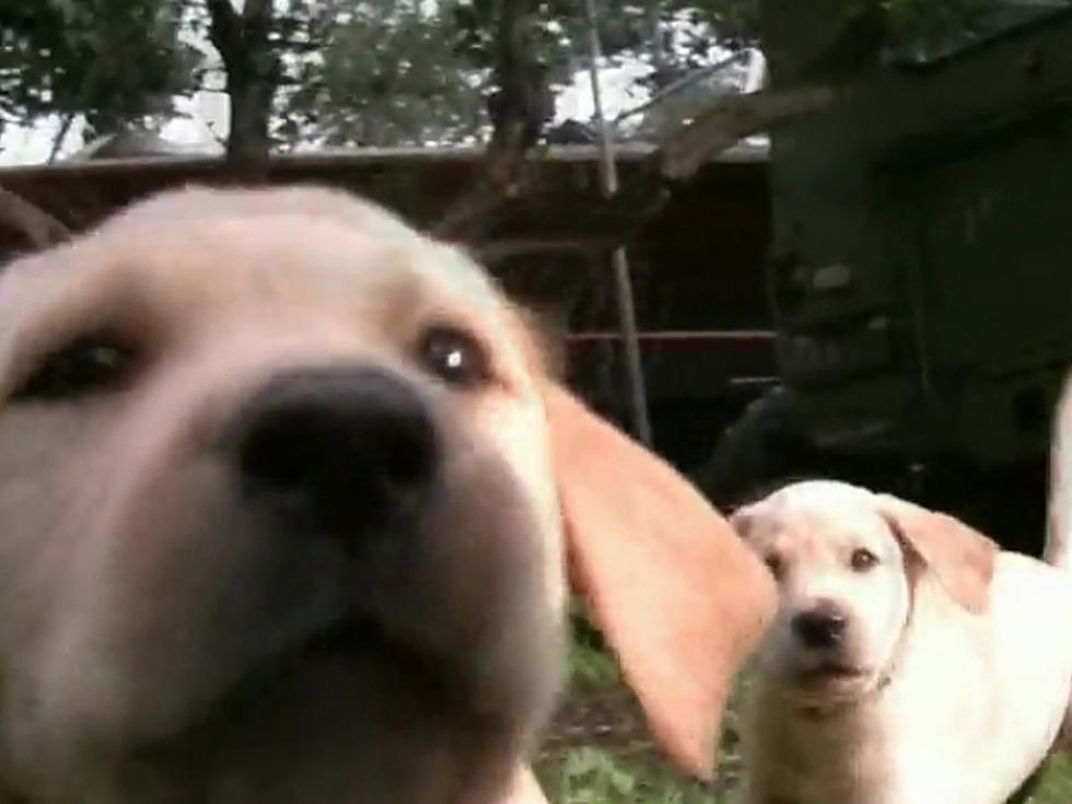 Cute Labradors Run in Slow-Motion in ‘Puppies of Fire’ [VIDEO]