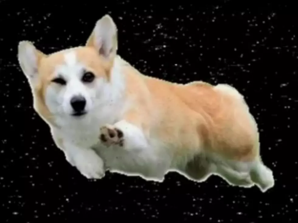 Is ‘Corgi in Space’ the Next Hot Internet Trend? [VIDEO]