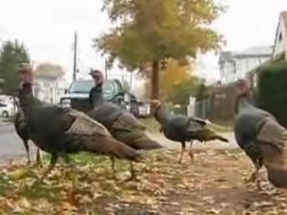 Wild Turkeys Invade Staten Island Neighborhood [VIDEO]