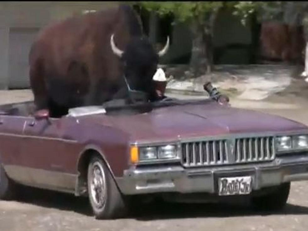 Buffalo Is the World’s Largest House Pet [VIDEO]