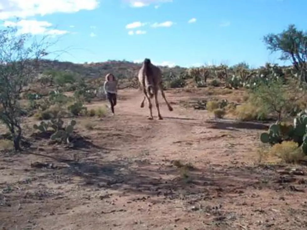 Woman vs. Crazy-Legged Camel &#8211; Who&#8217;s Faster?