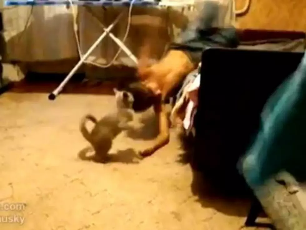 Cat Versus Kid Ends in Kitty Victory [VIDEO]