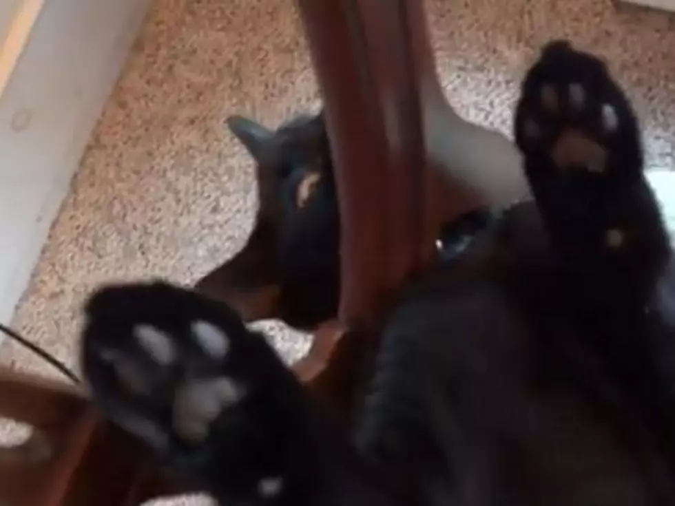 Cat Gets Its Head Stuck Through the Back of a Chair