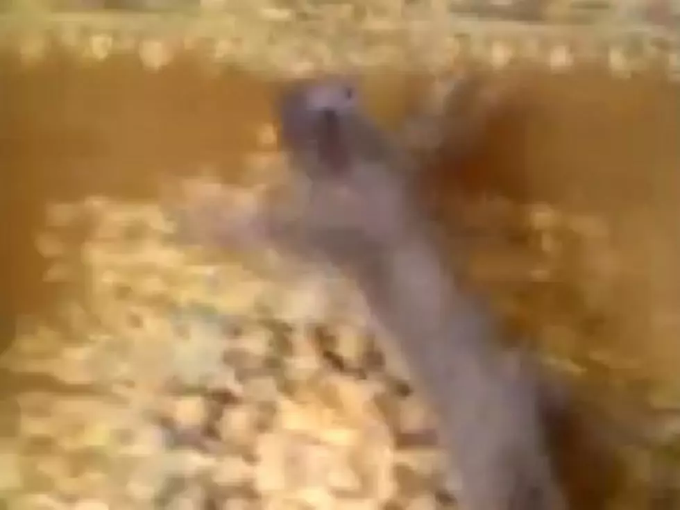 Cat Pulls &#8216;Prince of Persia&#8217; Move Across Carpeted Wall [VIDEO]