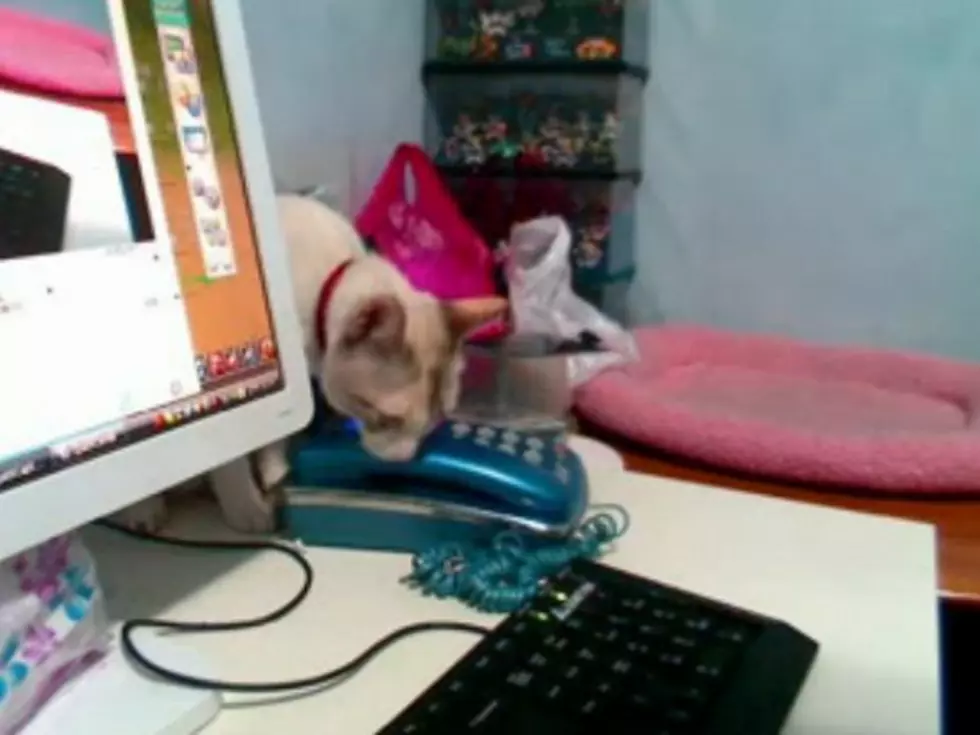 Cat Figures Out How to Stop Annoying Ringtone