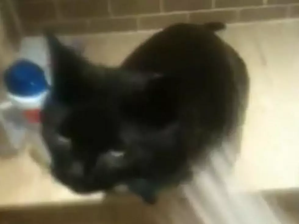 Meet the One Cat That Likes to Take Showers
