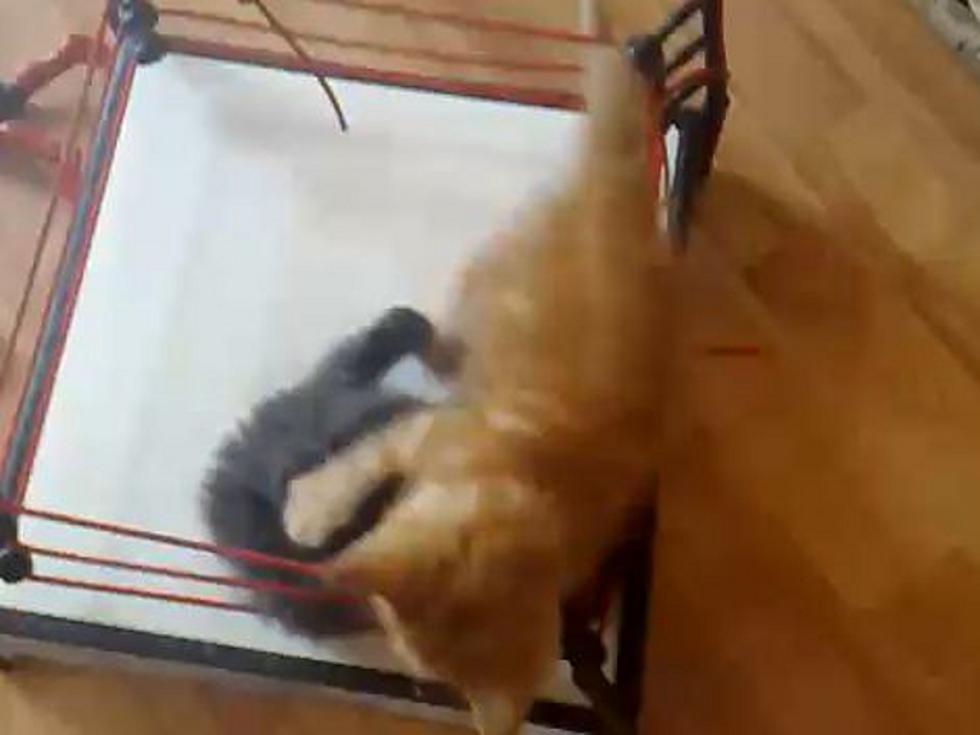 Kittens Wrestling Takes Cuteness to New Heights [VIDEO]