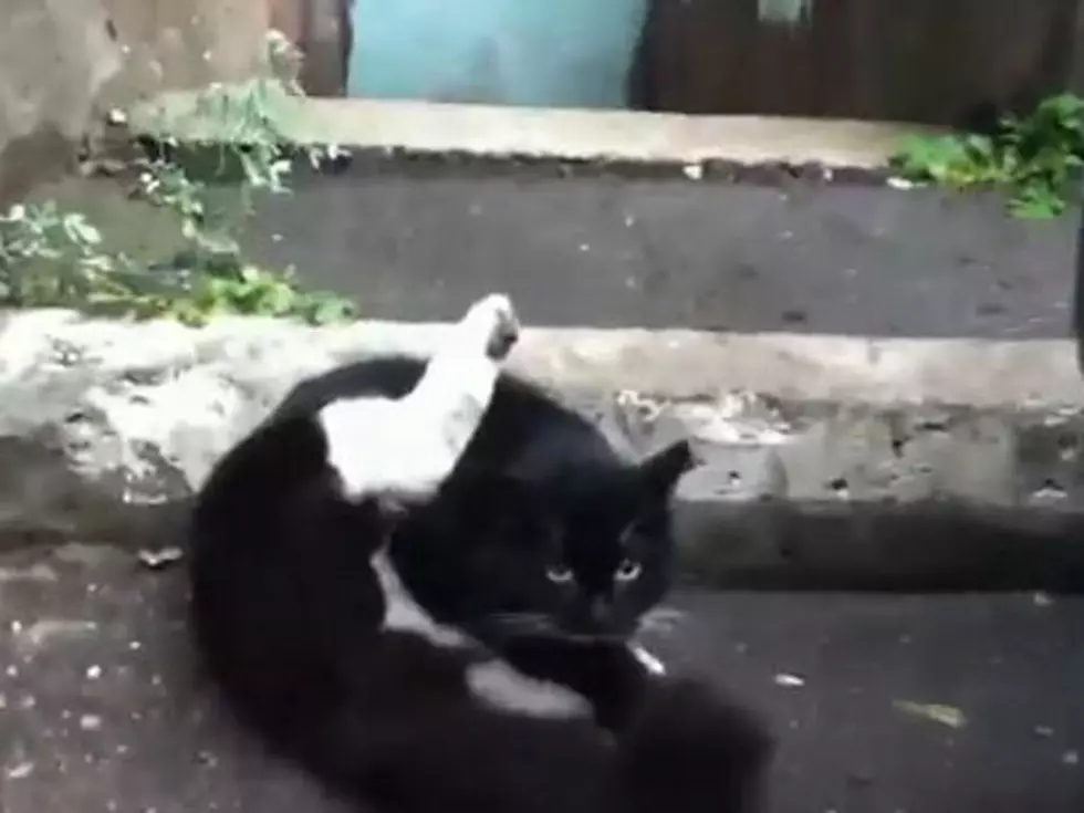 Guess How Long Cat Can Hold Yoga Position for? [VIDEO]