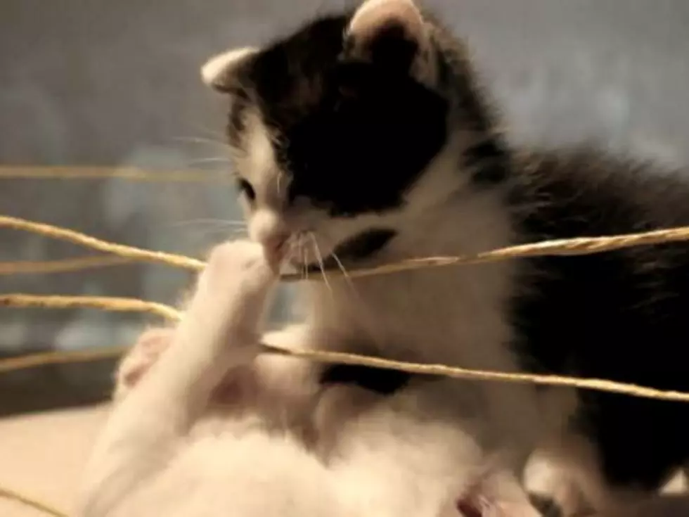 Kitty Boxing Is More Insanely Cute Than It Is Nail Biting