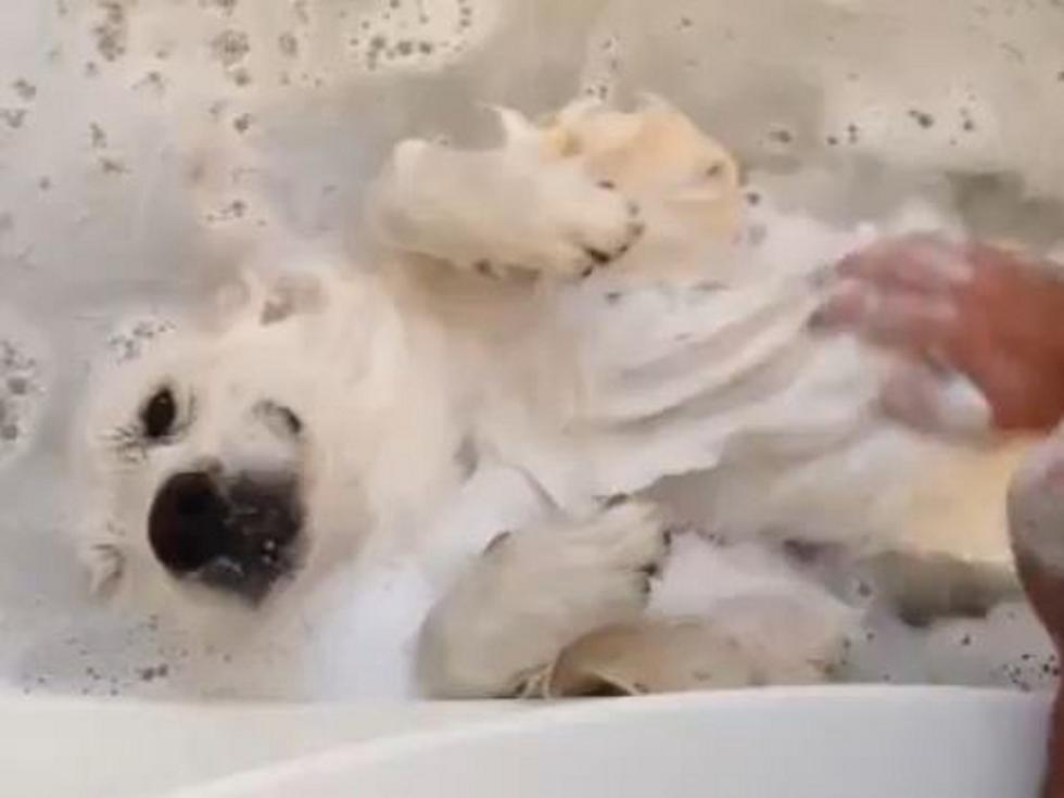 Cute Pooch Is in Doggy Heaven During Bath Time [VIDEO]