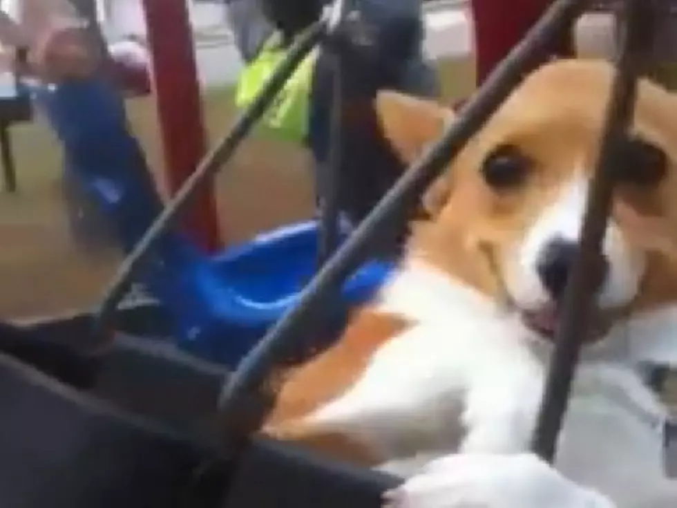 ‘Happier Than a Dog in a Kiddie Swing’ Should Be a New Expression [VIDEO]