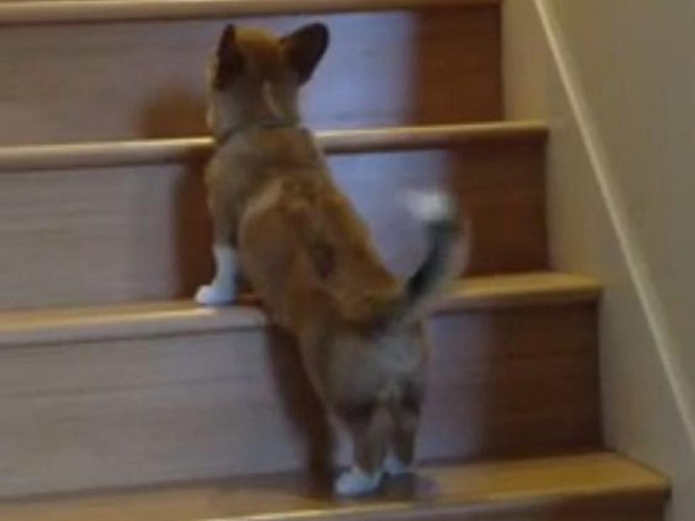 Adorable Corgi Puppy Gets Stuck Climbing Stairs